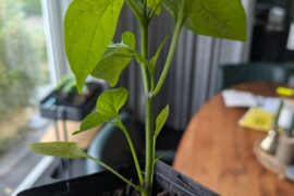 one of my (lemon) jalepeno plants is going crazy with the side branches... even growing 2 in the bottom already (pic 2)