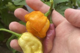 First harvest of 2026 :)