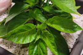 What is going with my Ghost Pepper?