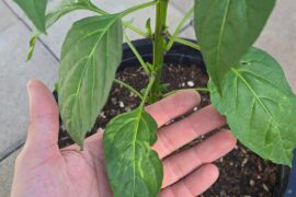 Advice to fix leaves