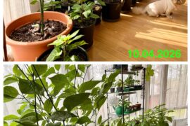 One month progress (6b)