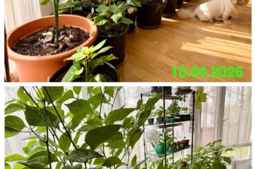 One month progress (6b)