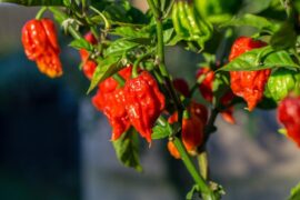Carolina Reapers
