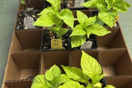 Shout out to Cross Country nurseries (NJ)