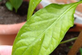 New to peppers! What are these?