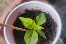 Any reason these leaves maybe light colored? (7 pot primo)