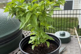 3 year old reaper