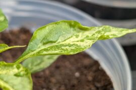 Possible variegated Capsicum Frutescens