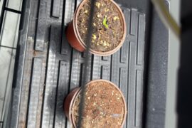 Random seedlings