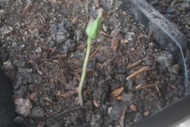 He's one of the earlier sprouts and his seed cap is still on. Why? Also, I ordered a grow light online and it's on its way. Been moving them around the place to give them actual sunlight for now.