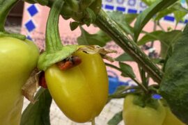 I might have accidentally crossed banana peppers and habaneros!