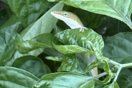You can’t see me