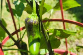New to jalapenos should I pick this one?