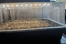 My first time growing peppers!(Growing anything really) And in the past day some of my seedling leaves have started to point down and/or start curling at the tip. Is this an issue or normal behavior? I can't seem to find a definitive answer