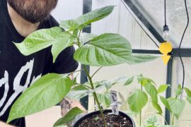 Some of my late March seedlings are exploding lately.