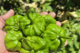 Always a joy to see my peppers looking like this