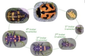 Ladybug larvae for pest control!
