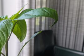why are the leaves on my pepper planr curling down like this?