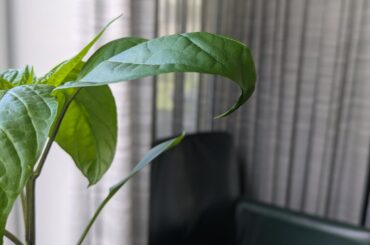 why are the leaves on my pepper planr curling down like this?