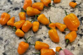 First significant harvest