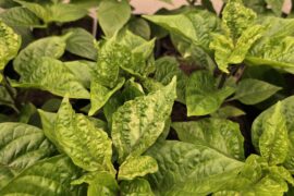 What's going on with leaves?