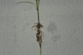 Healthy pepper roots?