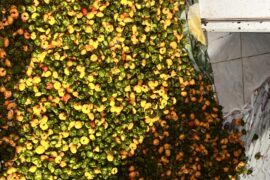 Strictly scotch bonnet peppers and no one to sell to