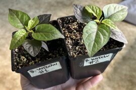 Black Widow.  This will be my first year growing this super hot variety
