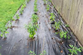 Everything is transplanted.