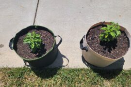 Moved my habaneros outside