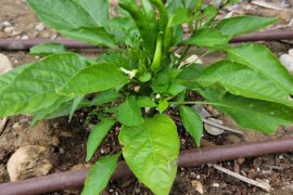 2 mystery peppers