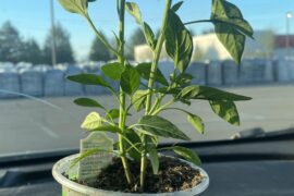 Got this lovely little cayenne plant