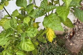 Incorrect nutrition causes the leaves to yellow