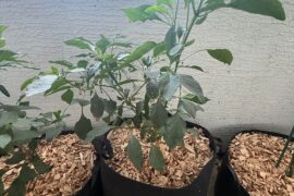 Pepper updates