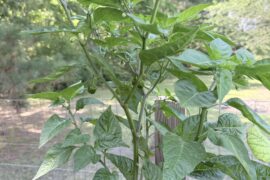 Scotch Bonnets