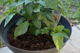 Peppers doesn’t seem to be growing