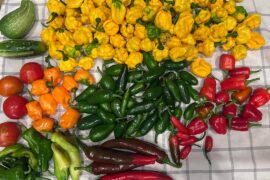 First two harvest of the year, more scotch bonnets than I can use!