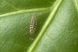 Bug identification?
