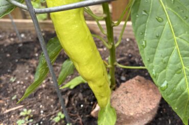 Spicy banana pepper