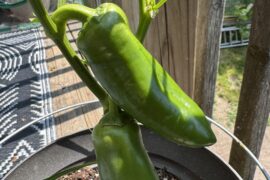 Bell pepper?