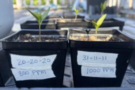 2 week seedling update seedlings appear to favor 20-20-20 both seedlings have two sets of leaves