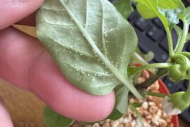 What is this?
