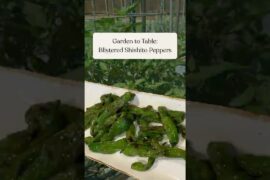 Garden to Table: Blistered Shishito Peppers (10-Minute Snack)
