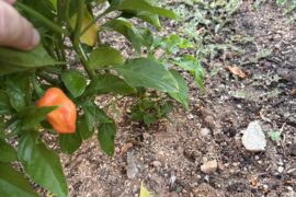 Ghost pepper?