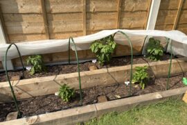Strangely Resilient Plants