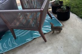 Backyard frenemy paying a visit!