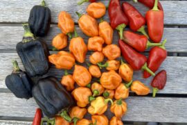 Pepper harvest
