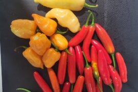 Help me identify the top yellow/peach colored peppers.