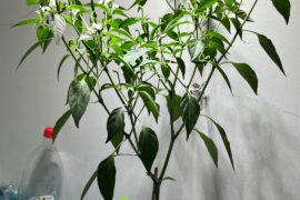 What type of Chilli is this?