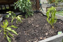 Peppers not growing?